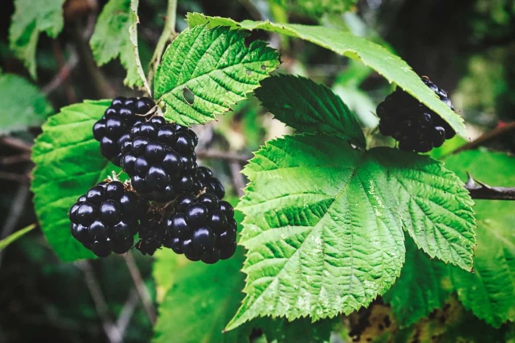 How to Get Rid of Brambles in the UK – Permanent Removal Guide - The ...