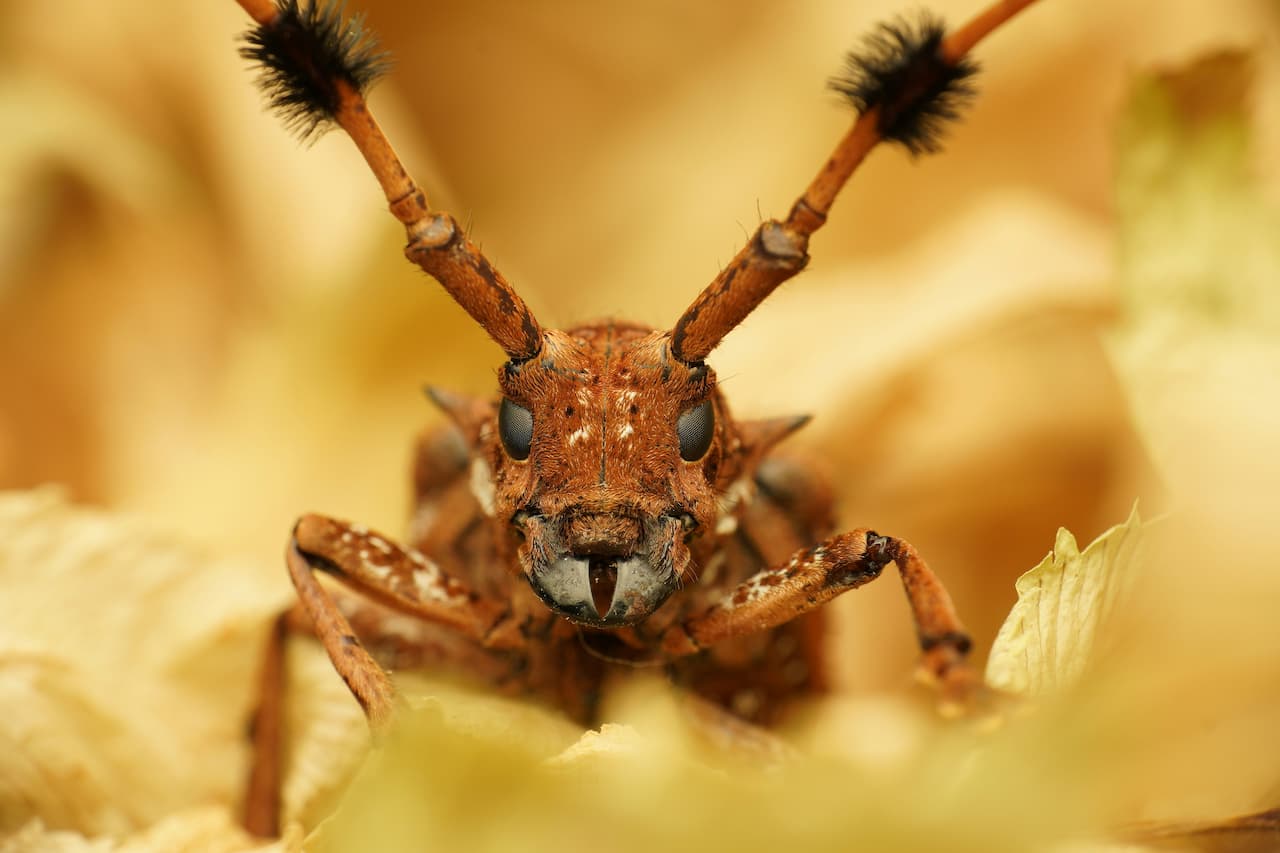 Best Vine Weevil Killers UK