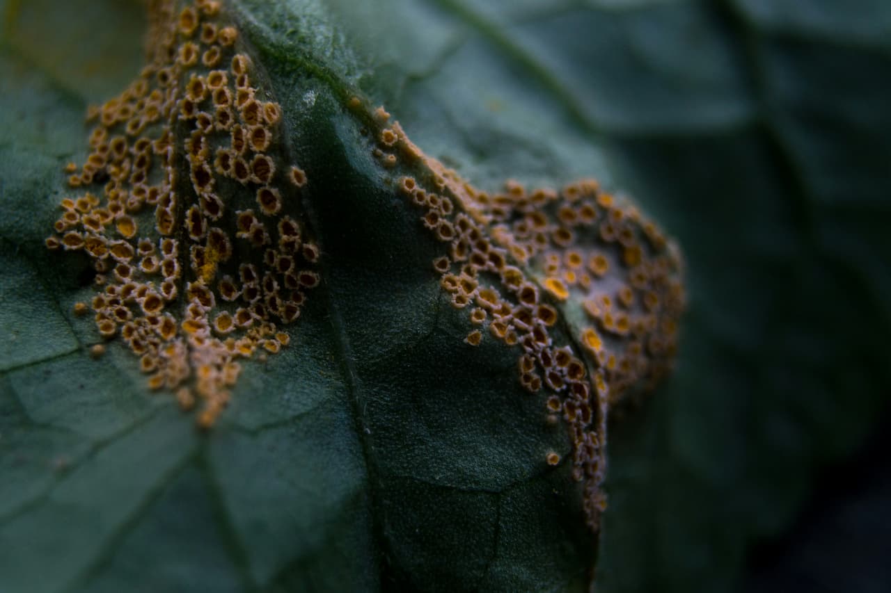 How to Get Rid of Rust on Plants - Identification, Treatment and ...