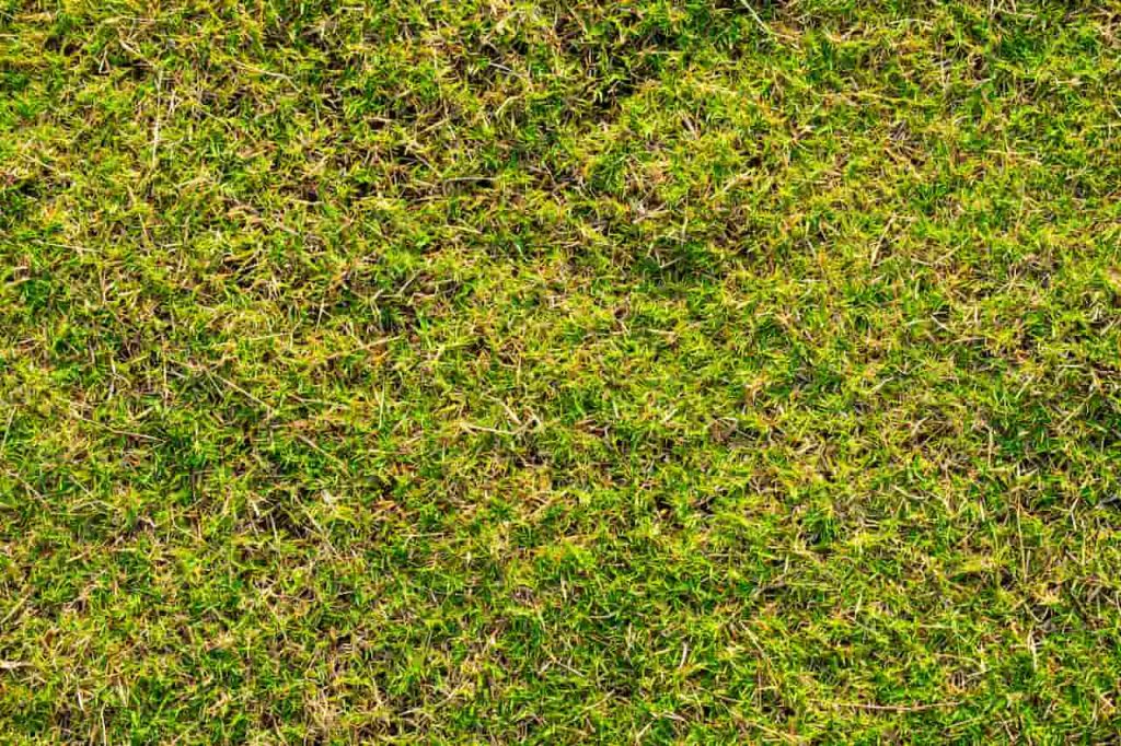 Orpatchy How to Fix Thin and Patchy Lawn Areas - The Complete UK Guide - The ...