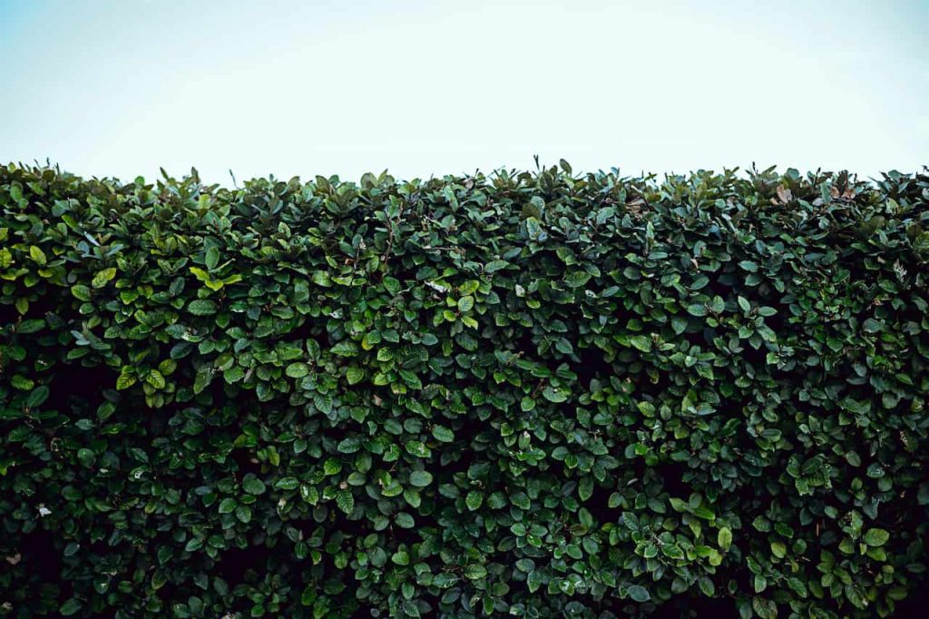 How to Grow a Native Hedge - The Complete UK Guide to Planting and ...